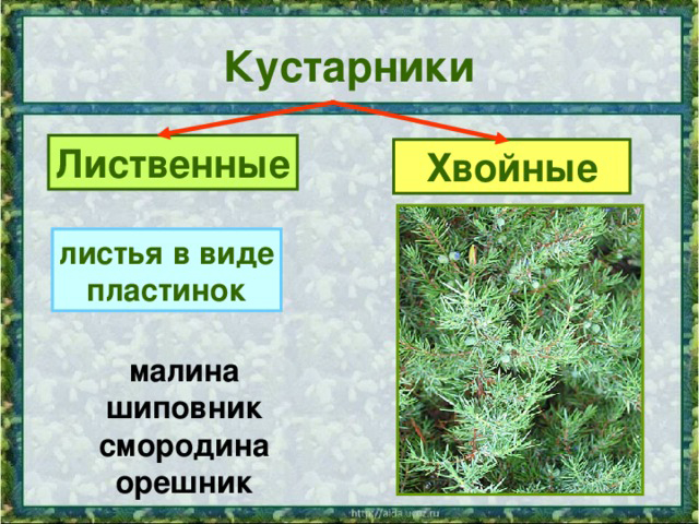 Виды кустарников