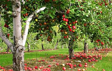 Плодовые деревья и кустарники в ландшафтном дизайне