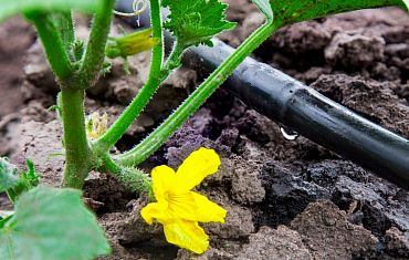 О капельном поливе и его отличиях